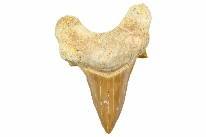 Fossil Shark Tooth (Otodus) - Morocco #353503